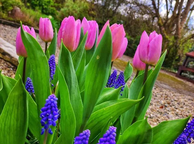 Daire At Ballinsheen House & Gardens